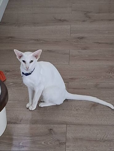 Отдам даром кошку: Кошка даром: Ориентальная, более 5 лет, Девочка, С документами, С прививками, Кастрирована