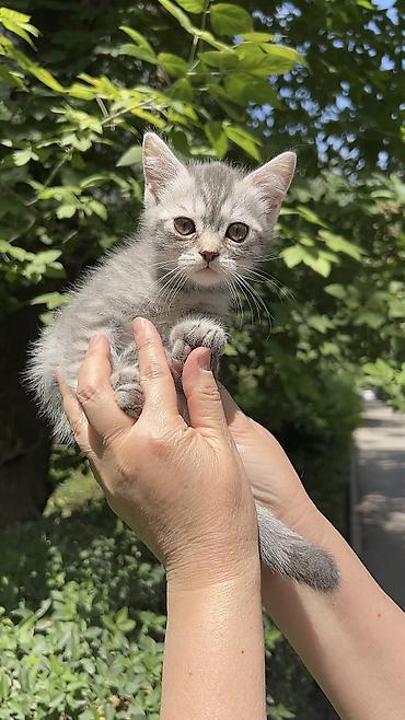 Мышыктар: Скотиш Страйт (Шотландиялык тик кулактуу), 2 айлык, Эркек, Боз, Лотокко барууга үйрөтүлгөн, Курттардан тазаланган — 2