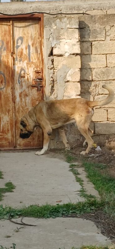 İtlər: Kanqal, 3 il, Erkek, Peyvəndli, Ödənişli çatdırılma — 10