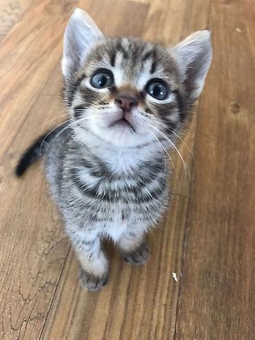 Pişiklər: Şotland yastı qulaq, Erkək, Dişi, Yaxşı əllərə, Pulsuz çatdırılma, Ödənişli çatdırılma, Ünvandan götürmə — 5