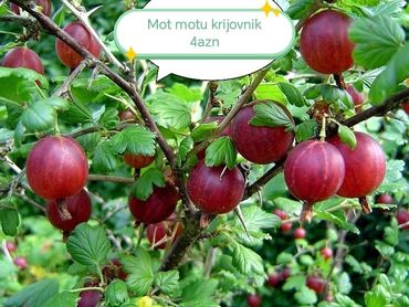 Şitillər: Məhsul: Bağ bitkiləri və meyvə fidanları seçimi - Hibiskus (Rose of — 27