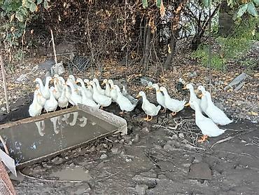 Продам с/х животных: Утки белые, молодые. Порода по типу пекинской: крепкое телосложение — 3