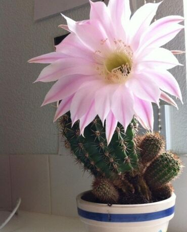 Хлорофитумы: Хлорофитумы. распродажа Хлорофитум - можно по праву назвать — 29