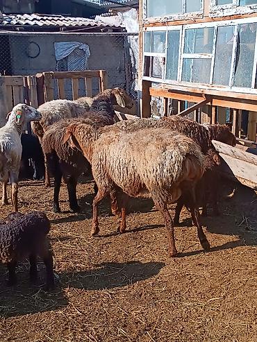 Баран, овца: Продаю | Ягненок | На забой | Племенные — 15