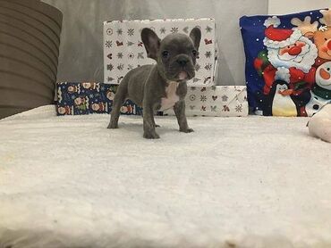 Psi: Francuski buldog štenci plave boje. Vakcinisani, spremni za novi dom na lalafo.rs — 3 Psi: Francuski buldog štenci plave boje. Vakcinisani, spremni za novi dom — 3