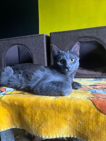 мейкун кошка: Кошка с 11ти месячной дочкой красавицей отдаем в добрые, надежные и