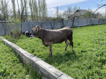 алатауская корова: Продаю | Тёлка | Алатауская, Швицкая | Для разведения | Стельные