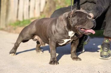 Psi: Američki Buli Poket štenci Prodajem štence rase American Bully Pocket — 11