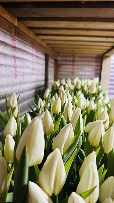 Букеты из живых цветов: ТЮЛЬПАНЫ ТЮЛЬПАНЫ ТЮЛЬПАНЫ на 8 марта. Бронь - Палитра: ярко‑желтые — 10