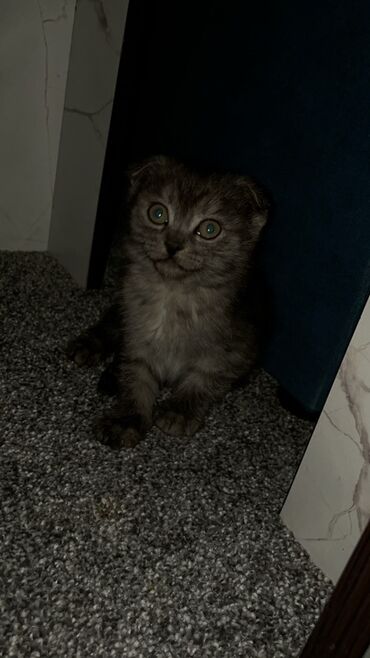 веслоухий кошка: Шотландские вислоухие котята - Порода: шотландская вислоухая