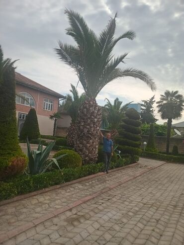 yolka agaclari qiymeti: Finik palma 4 ədəd gövdəsi 3.2 metre ikisi 2 si də 2.8 metrə gövdə