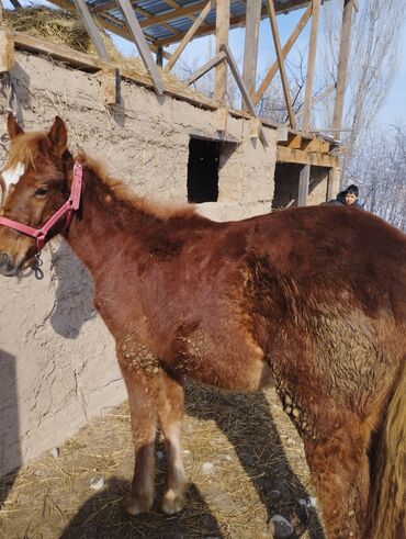 Другие животные: Жорго эркек тай 7 айлык сатылат бойю -