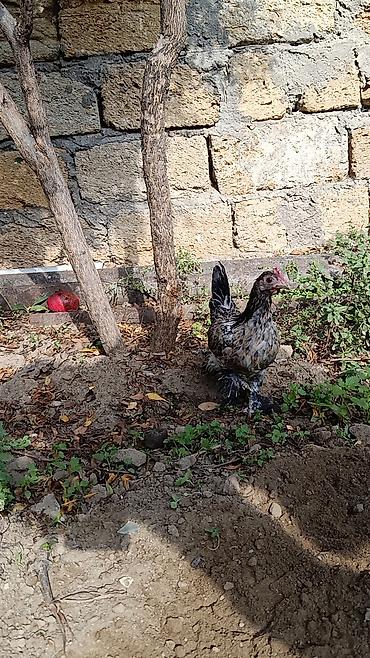 mayalı yumurta satışı: Toyuq, Yumurtalıq — 1