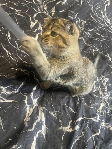 сиамский вислоухий кот цена: Скотиш Фолд (Шотландиялык шалпаң кулак), 6 айлык, Эркек, Алтын шиншилла, Лотокко барууга үйрөтүлгөн, Курттардан тазаланган, Эмделген