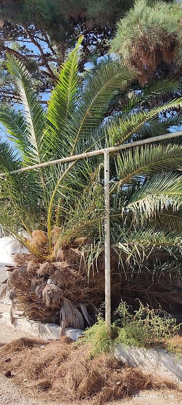 Деревья: Xurma palmisi (Phoenix canariensis – Kanar xurması) – iri ölçülü — 1