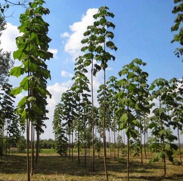 орехи саженцы: 🌳 Продается корни быстрорастущего дерева Павловния (сорт Шан-Тонг)🌱