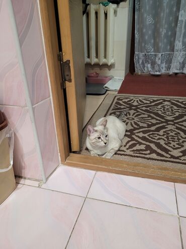 дом для кошек: Кошка даром: Бенгальская, 5 месяцев, Мальчик, Приучена к лотку, Проглистована