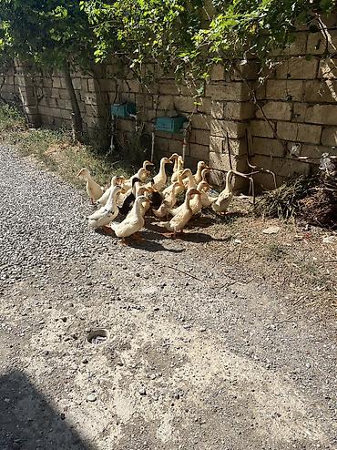 lalafo goyercin satisi: Kuban danışan ördəklər içində bir dənə belə yaşlı yoxdu hamısı 3,4,5 — 1