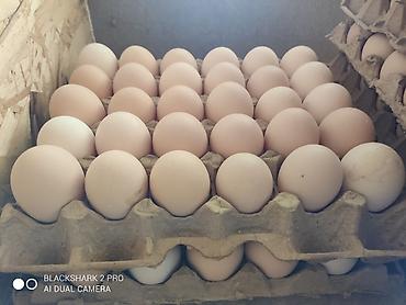 Яйца: Домашние яйца. Приглашаем к сотрудничеству продуктовые магазины — 2