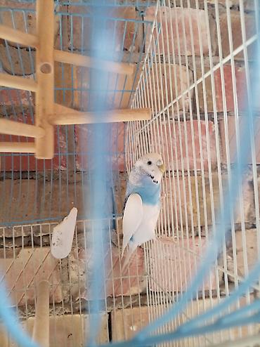 кошки сиамская: Волнистый попугай с мягким голубо-белым окрасом в комплекте с клеткой — 1