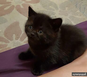 Коты: Котёнок чёрный шотландской породы. Очеь красивый, умный и игривый