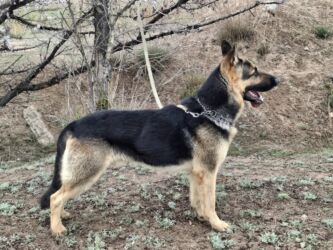 обучение собак: Вязка: Восточноевропейская овчарка, Самец, 3 года, С прививкой, С родословной at lalafo.kg обучение собак: Вязка: Восточноевропейская овчарка, Самец, 3 года, С прививкой, С родословной