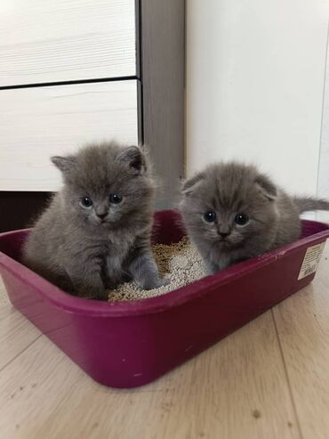 отдам кота я его боюсь: Скотиш Страйт (Шотландская прямоухая), 1 месяц, Мальчик, Голубой
