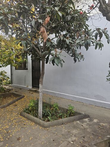 Uzunmüddətli kirayə mənzillər: Geniş planlı mənzil – klassik üslubda, hündür tavanlı və işıqlı — 17