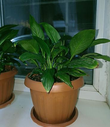Бөлмө өсүмдүктөрү: Спатифиллум (Spathiphyllum) в горшке - Компактный куст с плотной — 4