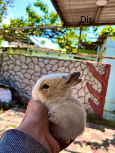 Dovşanlar: Salam🖐🏻. Müxtelif karlik reng seçimleri ve sortları var 🎁 ad — 4