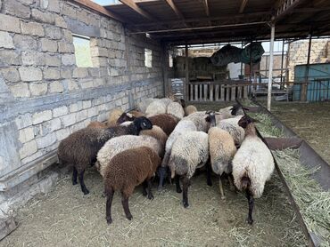 lelekli heyvanlar: Dişi, Romanov, Qala, il: 2, 30 kq, Damazlıq, Südlük, Ətlik, Pulsuz çatdırılma, Rayonlara çatdırılma