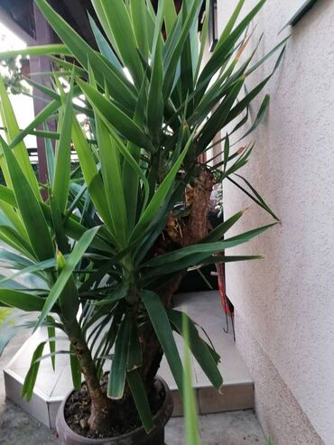 Ostale kućne biljke: Drvo života -Yucca Elephantipes Visine 1-2 m Drvo Zivota-Yucca — 6