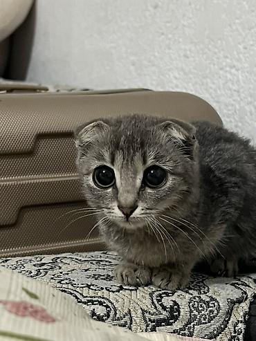 Продажа кошек: Скотиш Фолд (Шотландская вислоухая), 2 месяца, Мальчик — 1