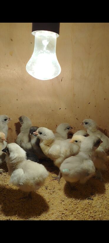 Cücələr: Toyuq cücələri, Damazlıq -da lalafo.az — 9 Cücələr: Toyuq cücələri, Damazlıq — 9