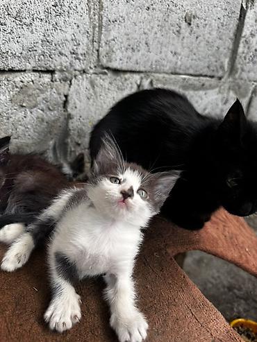 Мышыктар: Котята, домашние отдам в добрые руки - Помет очаровательных котят с — 3