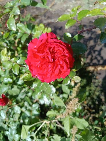 Садовые цветы и кустарники: Садовые розы — срезочные и для посадки Описание: - Разновидности — 7