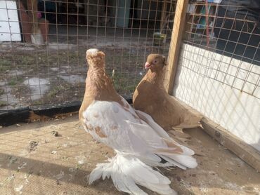 Другие с/х животные: Породные голуби с «чубом» и мощным зобом (дутыши/крякуны), окраска — 6