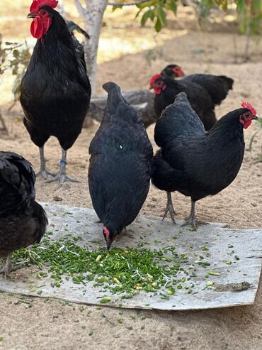 Toyuqlar: Təmiz qan Avstralop cücələr topdan satılır. 1 gündən 1 ayına kimi — 12