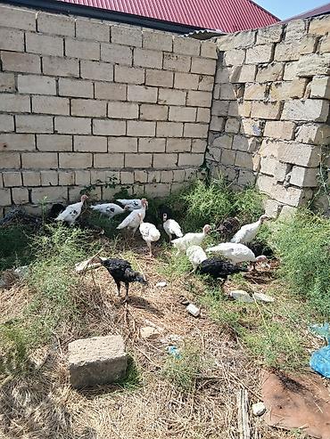 tap.az danalar: Hinduşka cücələri 2 aylıqdırlar tam sağlam hündüşqalardı qiymet — 5