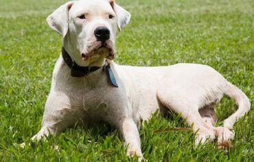 собака в дар: Дог, 3 годa, Самка, С прививками, Самовывоз