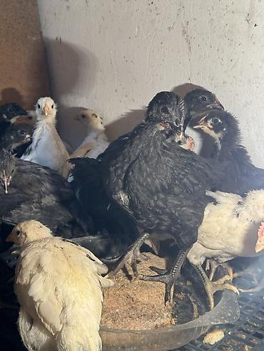 Птицы: Продаю цыплят — 14