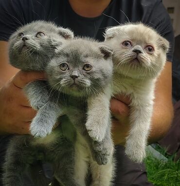 котята шотландцы купить: Скотиш Фолд (Шотландская вислоухая), 1 месяц, Мальчик, Голубой