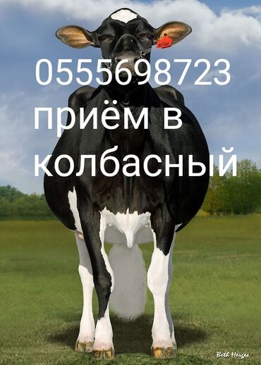 продажа раков: Куплю | Лошади, кони, Коровы, быки | На забой, на мясо, Круглосуточно, Бесплатная доставка