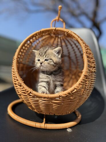 Продажа кошек: Британская короткошёрстная, 1 месяц, Девочка, Золотая шиншилла, Приучена к лотку, Проглистована, С документами — 3