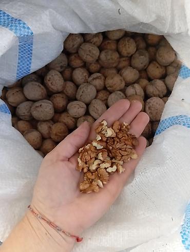 гусинные яйца: Грецкий орех, В скорлупе, Оптом — 1