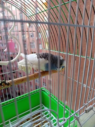 tutuquşu yuvası: Dalmatin rənqli (ağ-göy-qaralı) dalğalı tutuquşu (budgerigar) və qəfəs