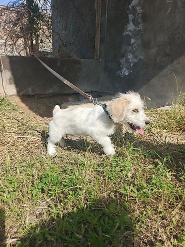 labrador balasi satilir: Koker spaniyel, 3 ay, Erkək, Peyvəndli, Ünvandan götürmə — 1