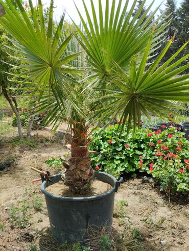 palmalar: Palma vaşinqton. 24 ədəddir. biri 250 man. 6 ilin ağaclarıdır Ünvan