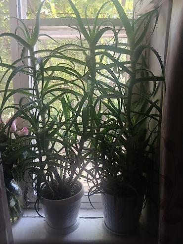 уй емерек: Алоэ (Aloe arborescens) в горшках - Два крупных комнатных суккулента — 4