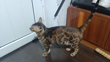 куплю домашнее животное: Бенгальская, 1 год, Мальчик